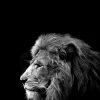 atmosphera Lienzos Y Cuadros Decorativos>Cuadro Deco León Negro/Blanco 78x118Cm