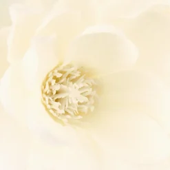 atmosphera Plantas Y Flores Artificiales|Estilo Rústico>Magnolia Con Florero 75Cm