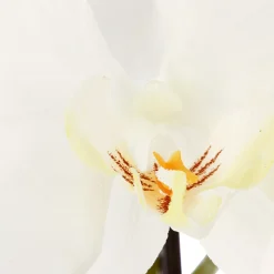 atmosphera Plantas Y Flores Artificiales>Planta Artif.Orquídea C/Maceta 110Cm